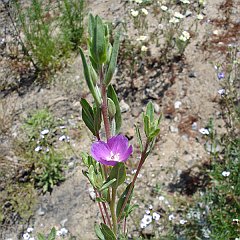clarkia purpurea ssp quadrivulnera